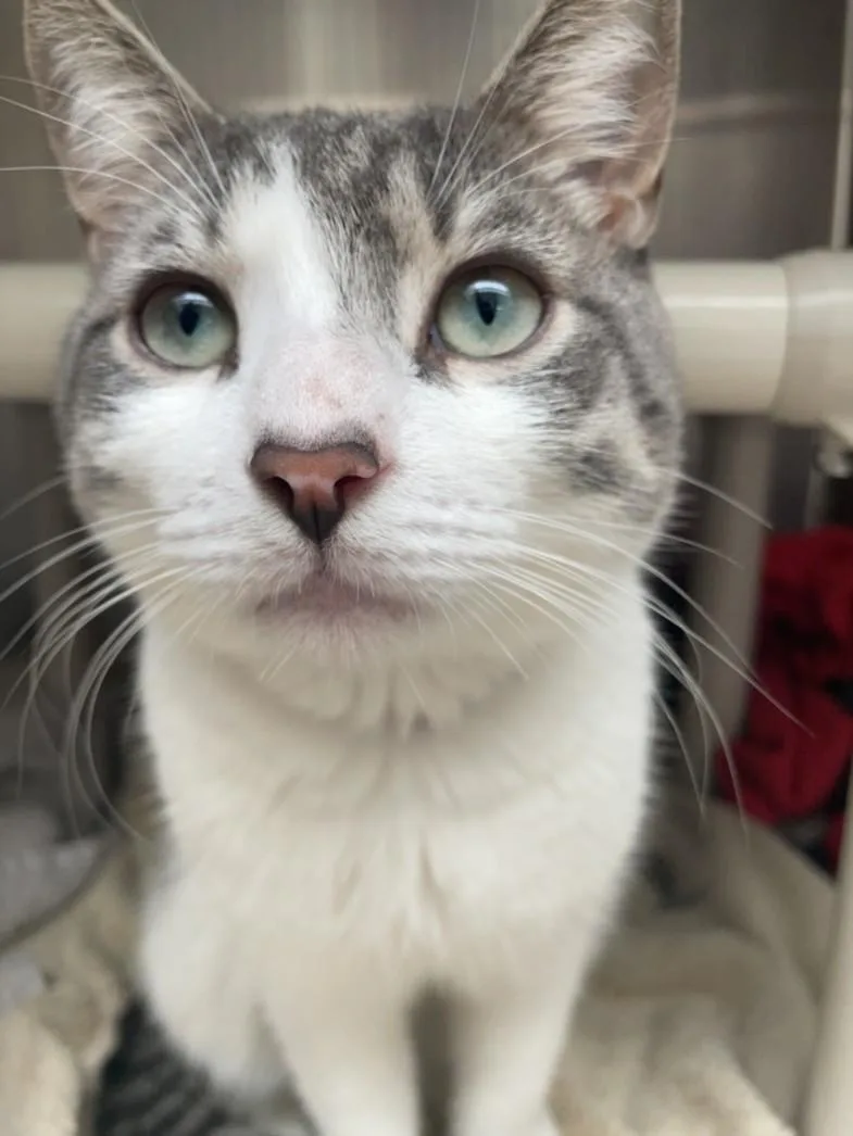 A young medium-sized male Domestic Short Hair cat named Smiley for adoption in Derwood, MD