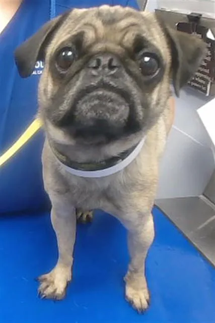Bugsy