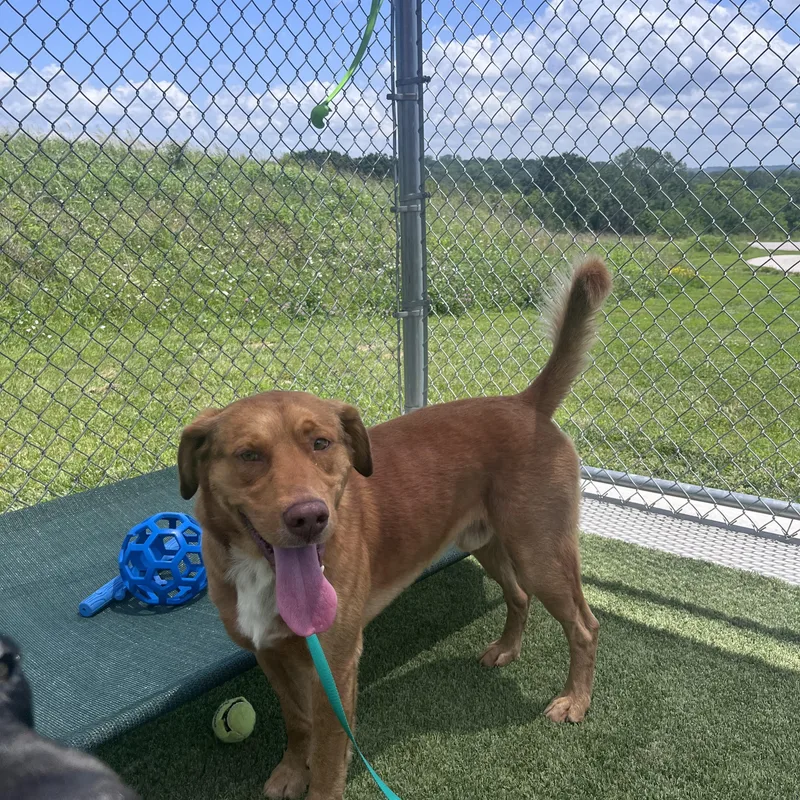 An adult large-sized male Red / Chestnut / Orange Labrador Retriever dog named Henry for adoption in Liberty, MO