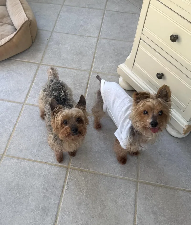 Bonnie and Clyde