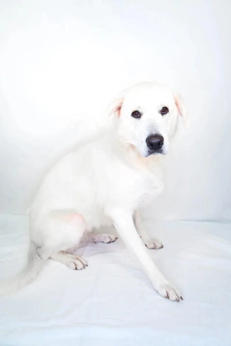 A young large-sized female White / Cream Great Pyrenees dog named Gia for adoption in Bixby, OK