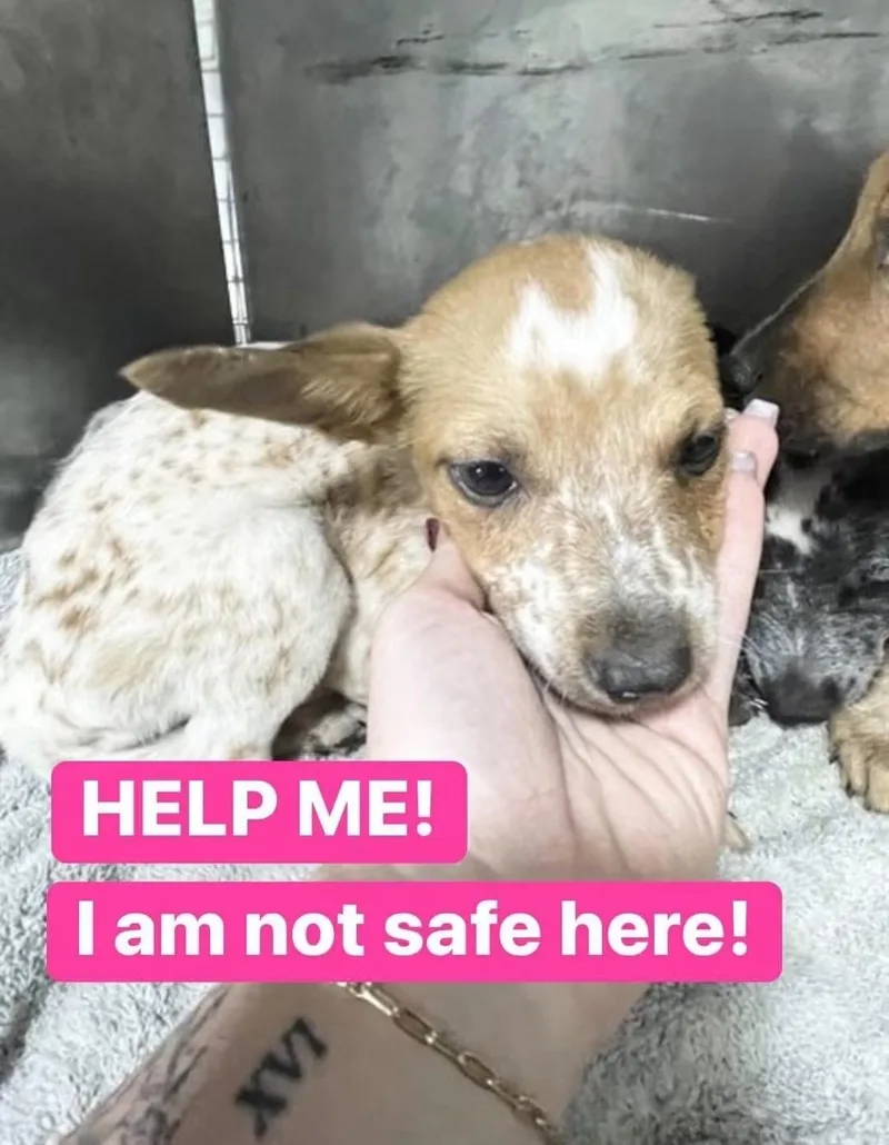 A baby small-sized female Australian Cattle Dog / Blue Heeler dog named Sunshine for adoption in Bradenton, FL