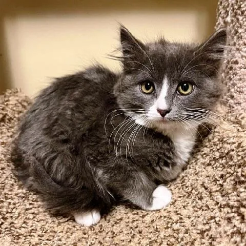 A baby medium-sized female Gray & White Domestic Medium Hair cat named Princess Bean for adoption in Salt Lake City, UT