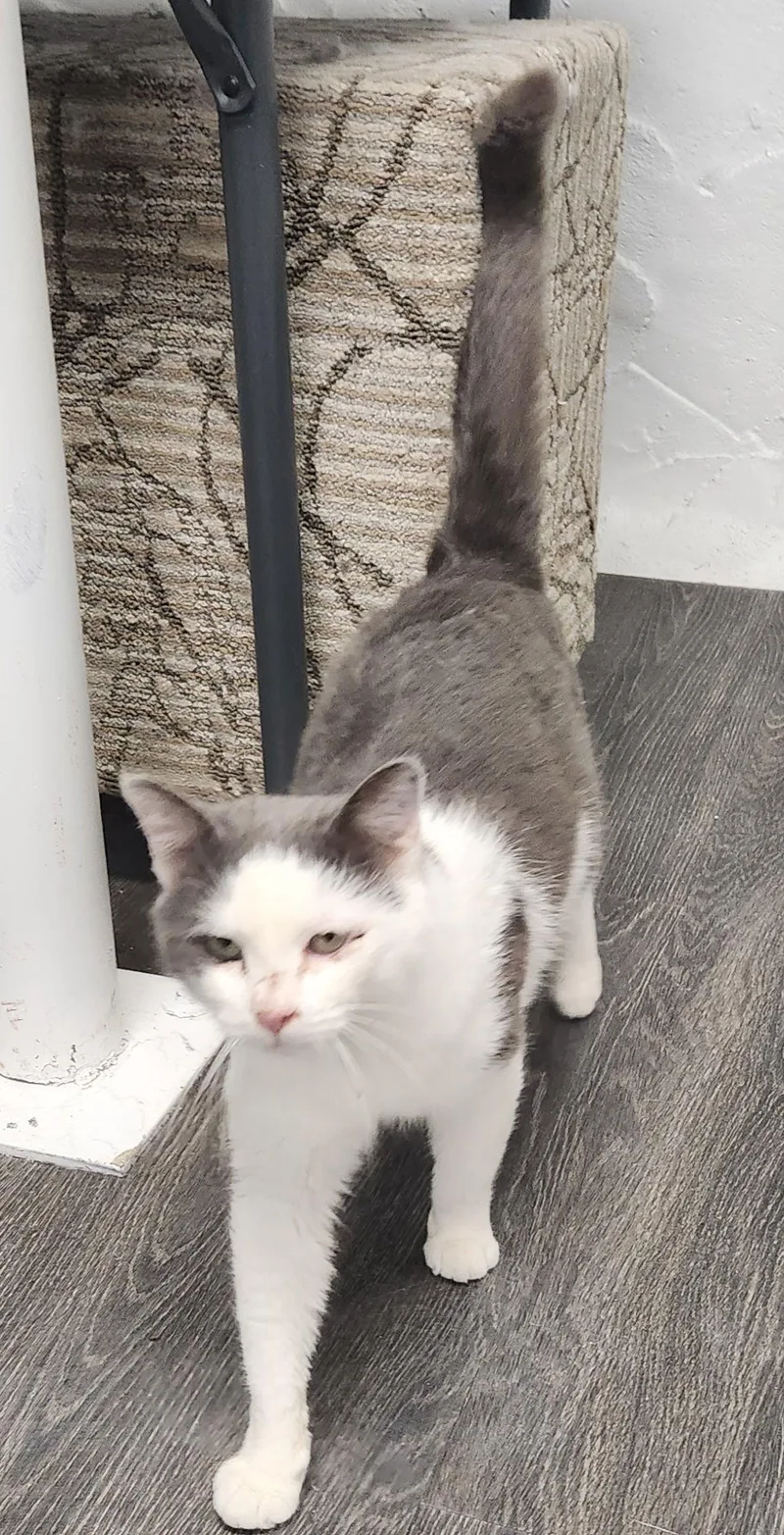 Sweet Fang thumbnail 3