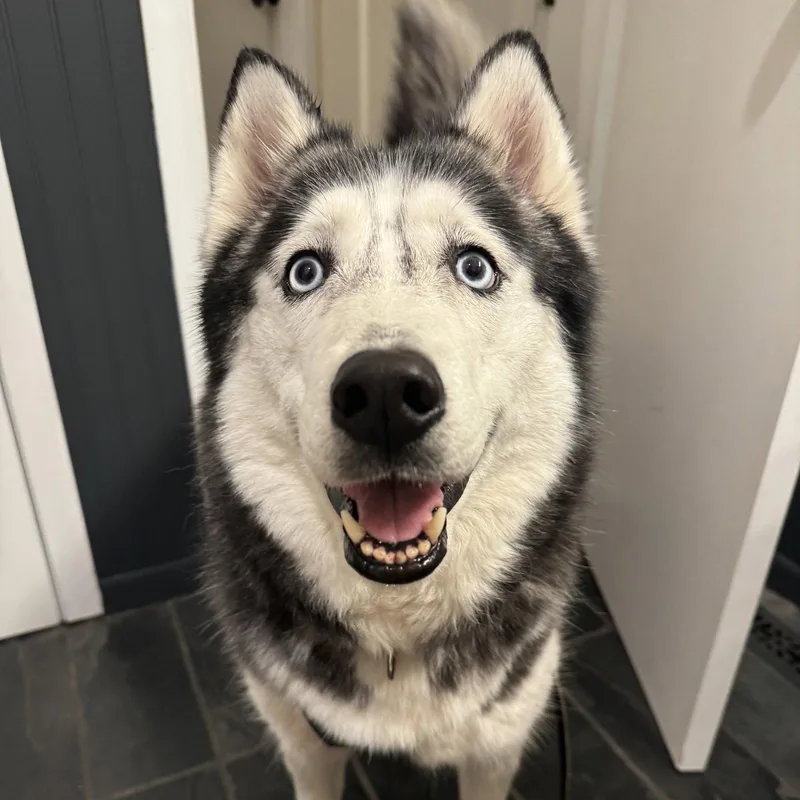 An adult medium-sized female Husky dog named Amy Lee for adoption in Fargo, ND