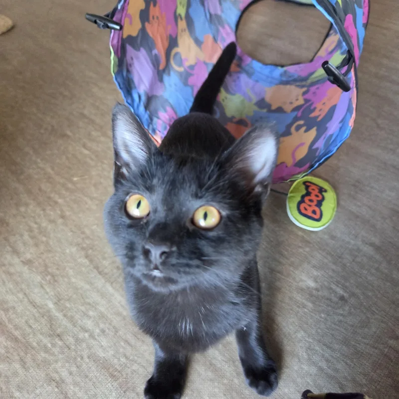 A baby medium-sized female Black Domestic Short Hair cat named Kiki for adoption in Fort Oglethorpe, GA