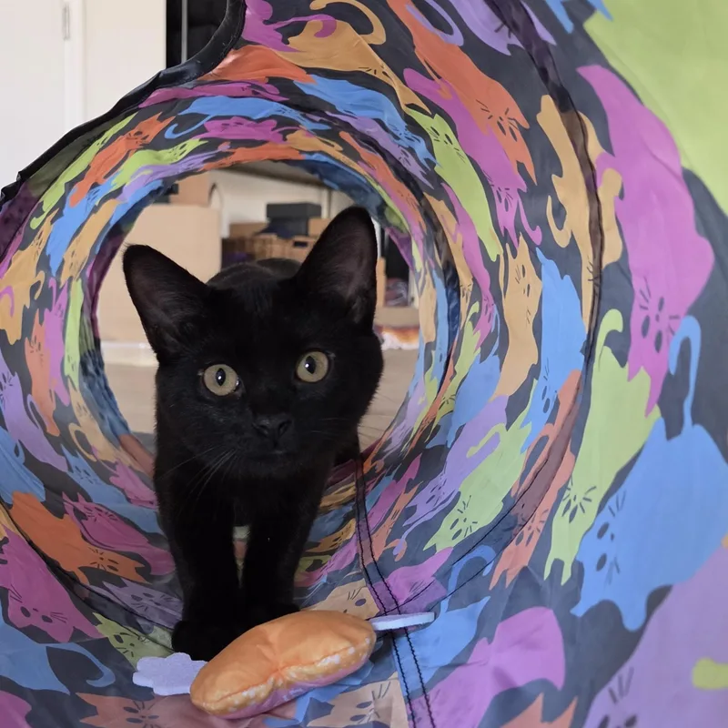Kiki thumbnail 2