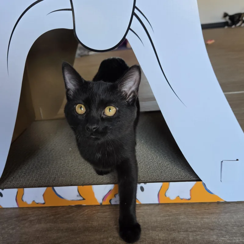 Kiki thumbnail 4