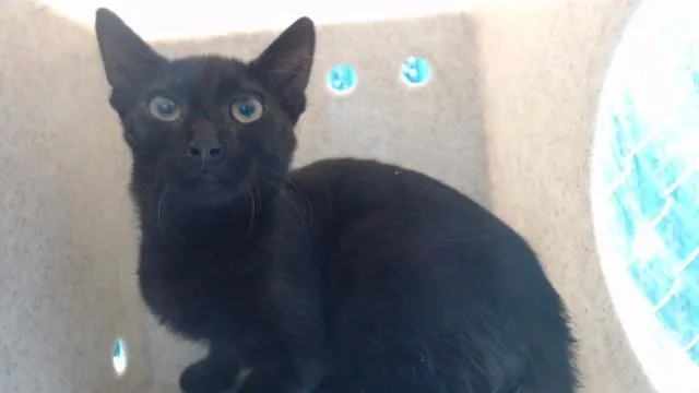 A baby medium-sized male Domestic Short Hair cat named Boba for adoption in Downey, CA