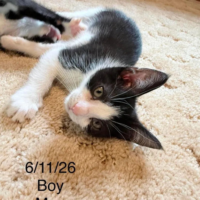 A baby small-sized male White Domestic Short Hair cat named Moo C for adoption in Princeton, MN