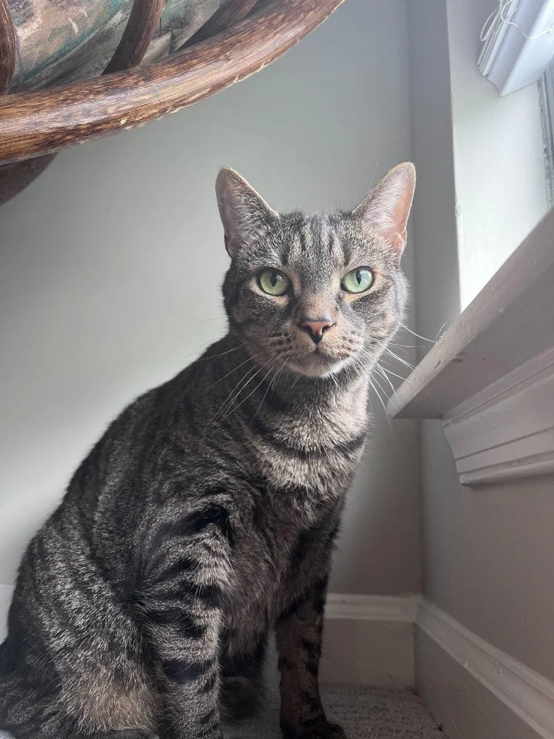 An adult large-sized male Domestic Short Hair cat named Cricket for adoption in Raleigh, NC