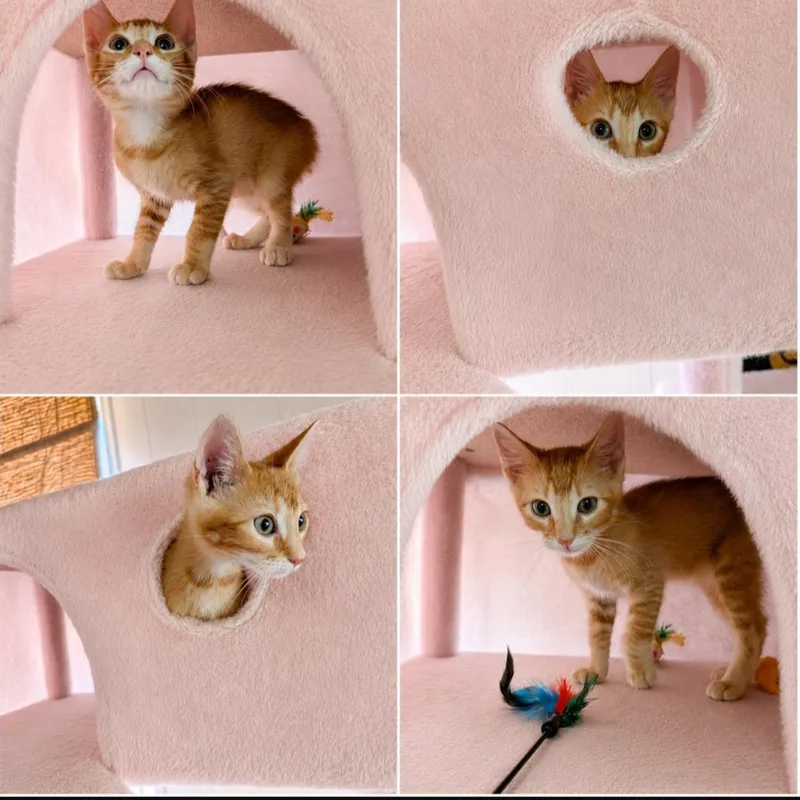 A baby small-sized male Orange & White Domestic Short Hair cat named Ollie for adoption in Mabank, TX