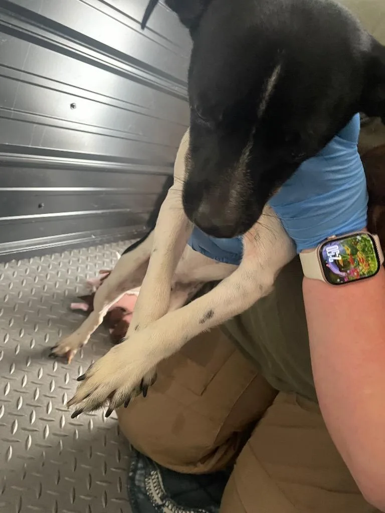 An adult small-sized male Mixed Breed dog named Buddy for adoption in Columbia, TN