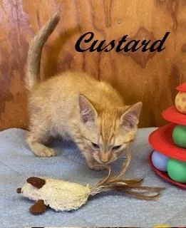 A baby medium-sized male Tabby (Orange / Red) Tabby cat named Custard for adoption in Southern Pines, NC