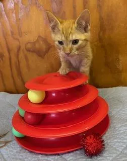 Custard thumbnail 2