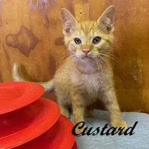 Custard thumbnail 3
