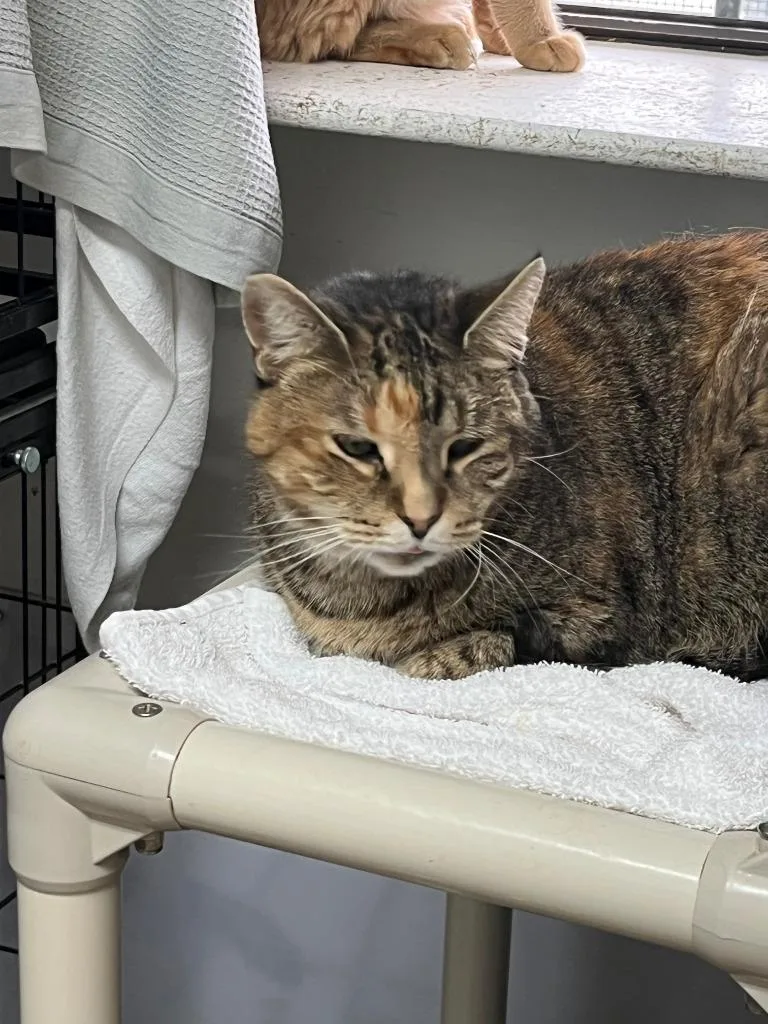 An adult small-sized female Domestic Short Hair cat named Selma for adoption in Berlin, MD