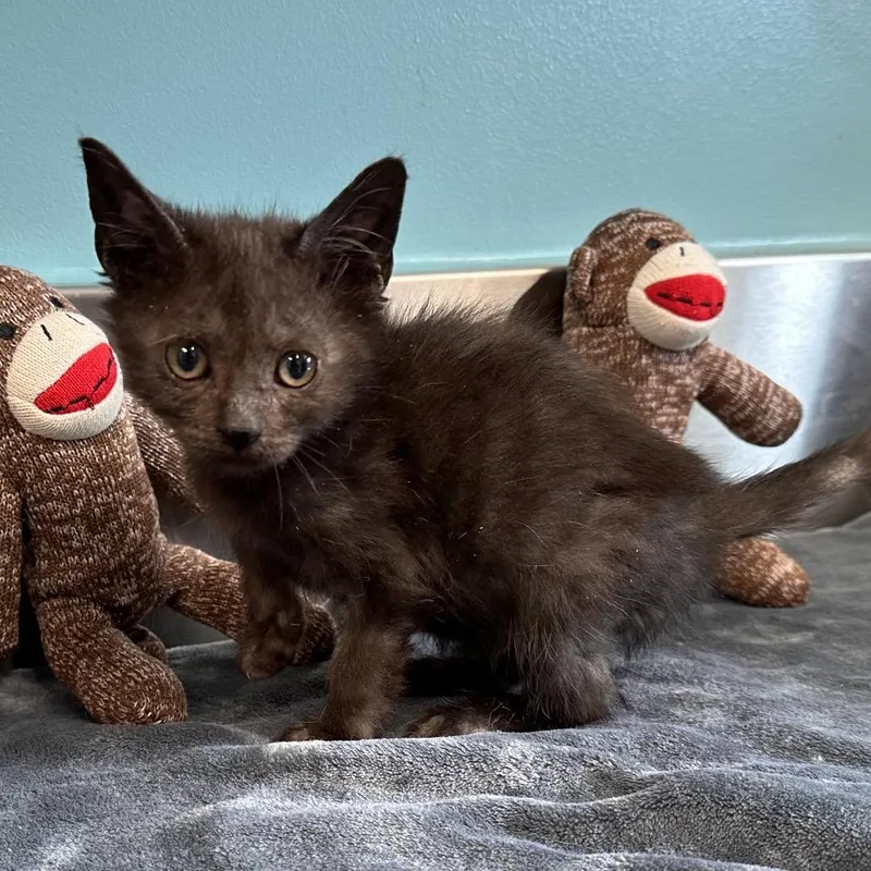 A baby small-sized female Black Domestic Short Hair cat named Starcrunch for adoption in Mount Vernon, IN