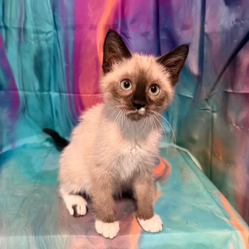A baby small-sized female Siamese cat named Opal for adoption in Woodstock, GA