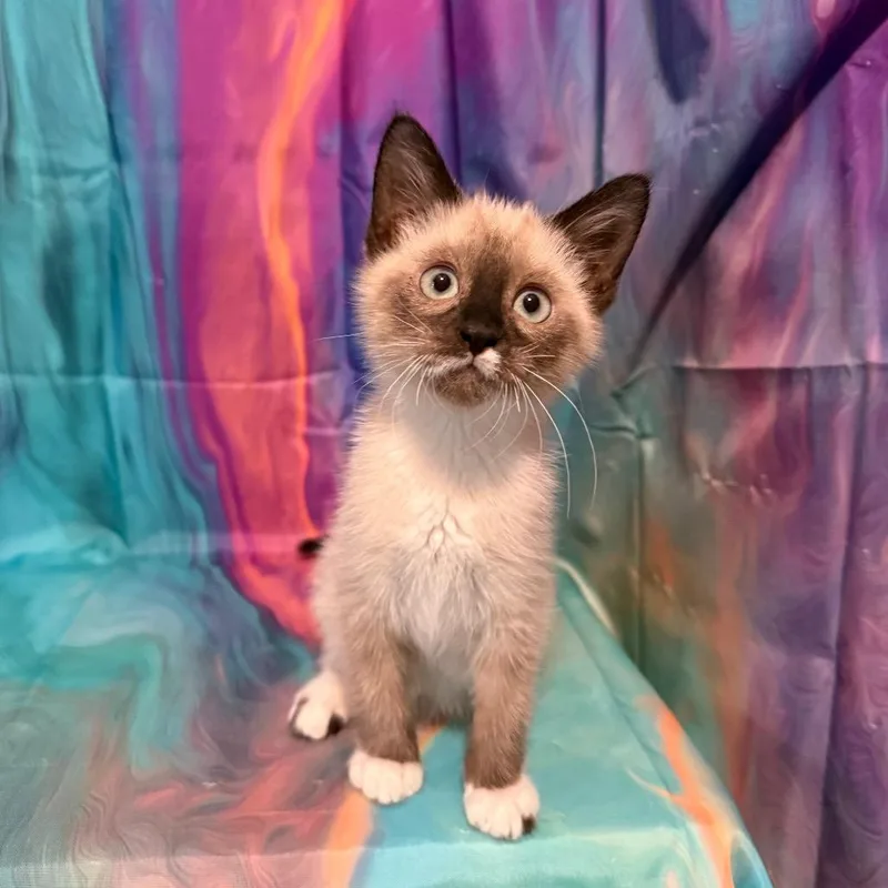 Opal thumbnail 4