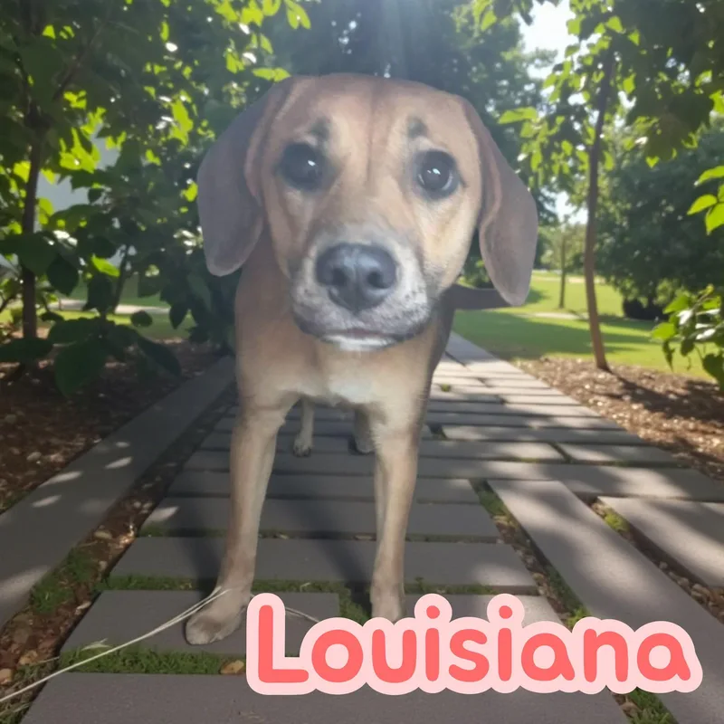 Louisiana thumbnail 3