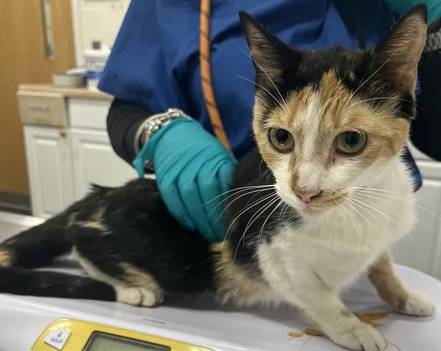 A young medium-sized female Domestic Short Hair cat named Tazzilynn for adoption in Upper Marlboro, MD