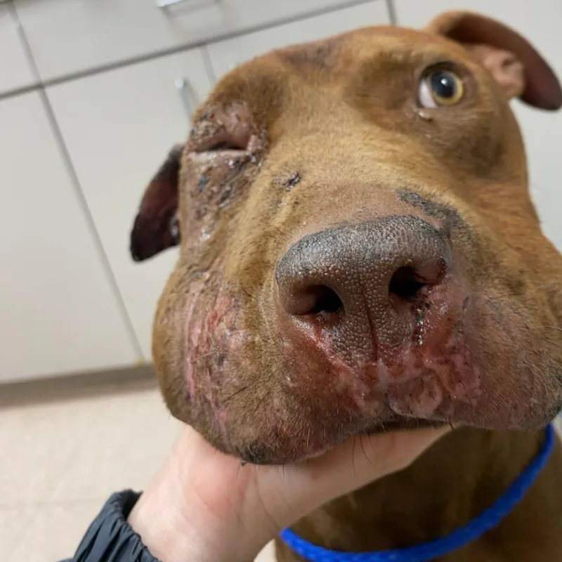 A young large-sized male Brown / Chocolate Terrier dog named Buddy for adoption in West Palm Beach, FL