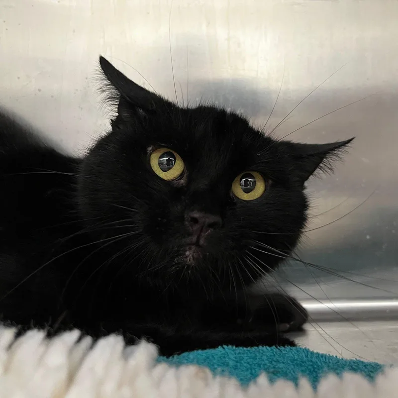 Paddington Bear thumbnail 2