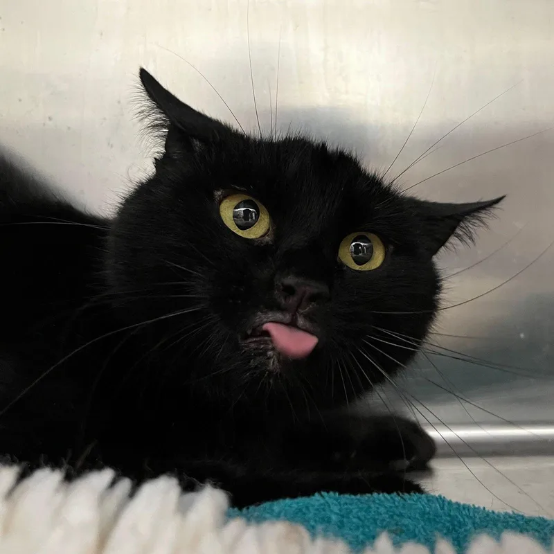 Paddington Bear thumbnail 3