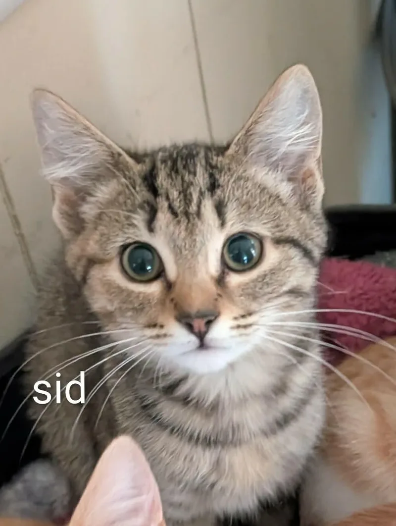 A baby small-sized female Domestic Short Hair cat named Sid for adoption in Randolph, AL