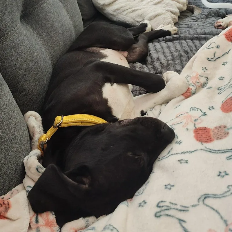 Oreo