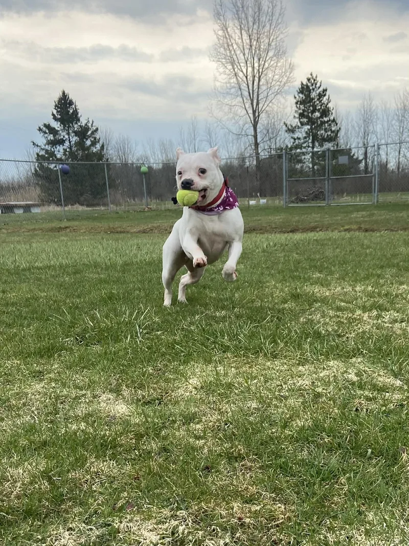 An adult medium-sized female White / Cream Pit Bull Terrier dog named Almond! for adoption in Port Huron, MI