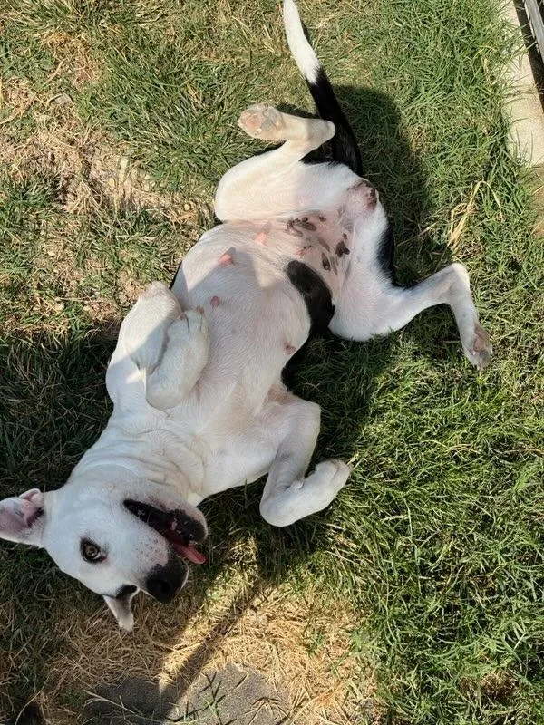 A young medium-sized female Harlequin American Staffordshire Terrier dog named Pickles for adoption in Greeneville , TN