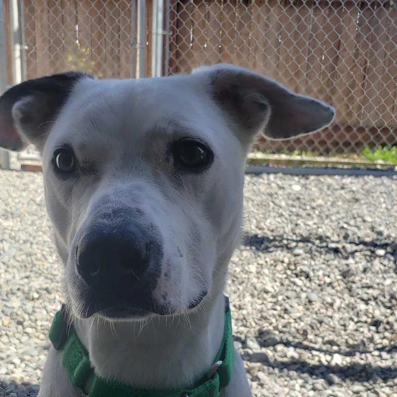 A young medium-sized male White / Cream Mixed Breed dog named Pickles for adoption in Port Angeles, WA