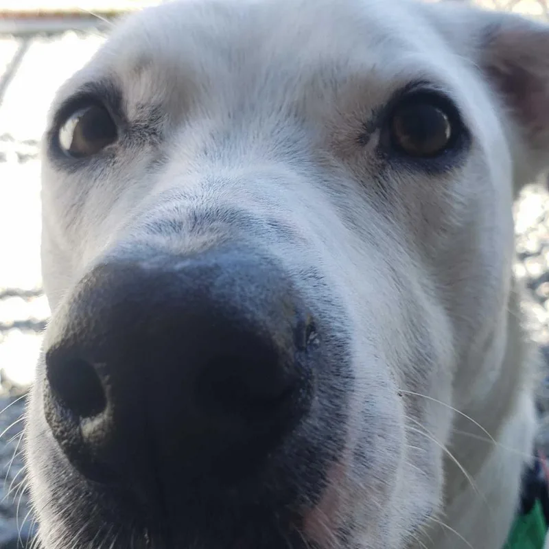 Pickles thumbnail 2