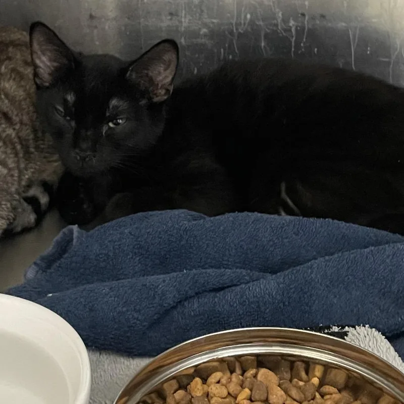 A young small-sized female Black Domestic Short Hair cat named Ruke for adoption in Port Charlotte, FL