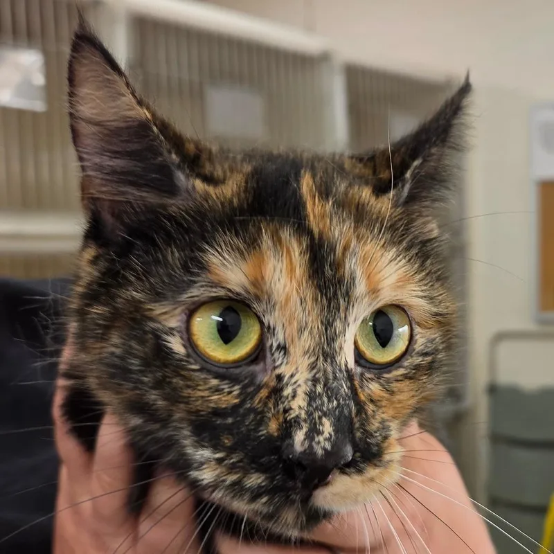 A young medium-sized female Torbie Domestic Short Hair cat named Truffles for adoption in Zanesville, OH