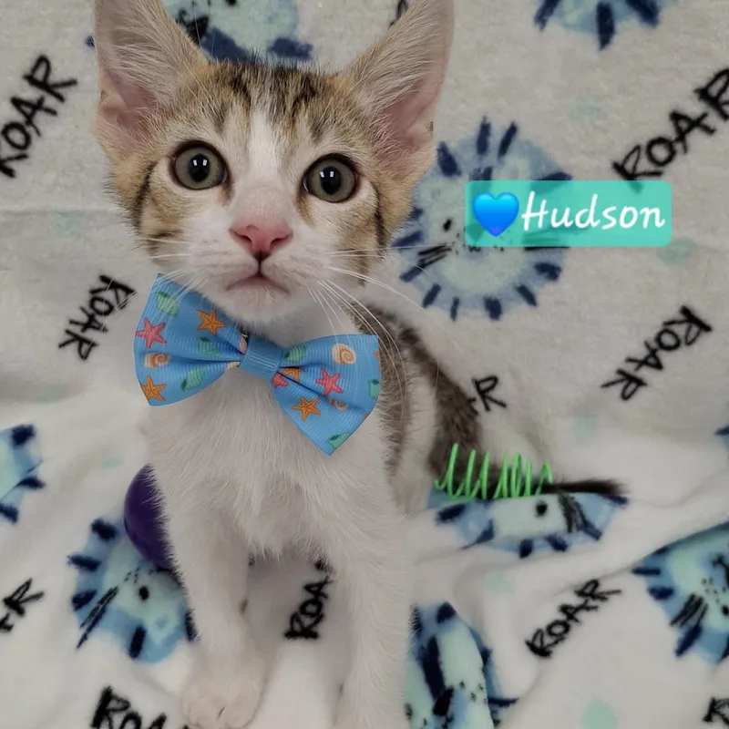 Hudson