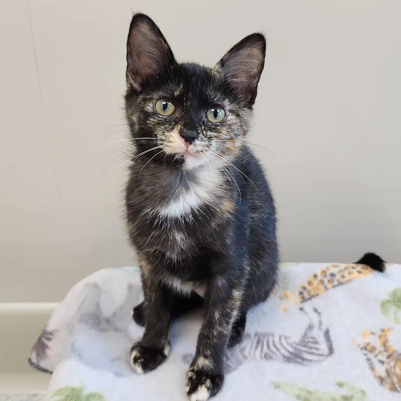 A baby medium-sized female Tortoiseshell cat named Venus for adoption in Marshfield, WI