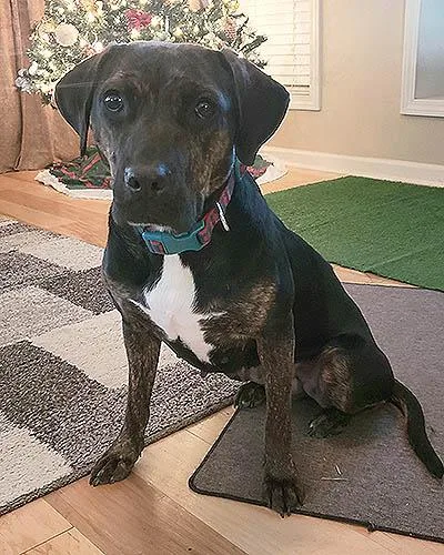 An adult medium-sized female Brindle Labrador Retriever dog named Chrissy for adoption in Lake Wylie, SC