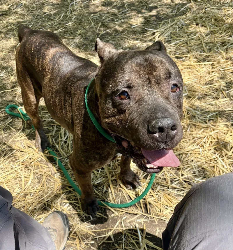 A senior medium-sized male Brindle Pit Bull Terrier dog named Trout for adoption in Chicago, IL