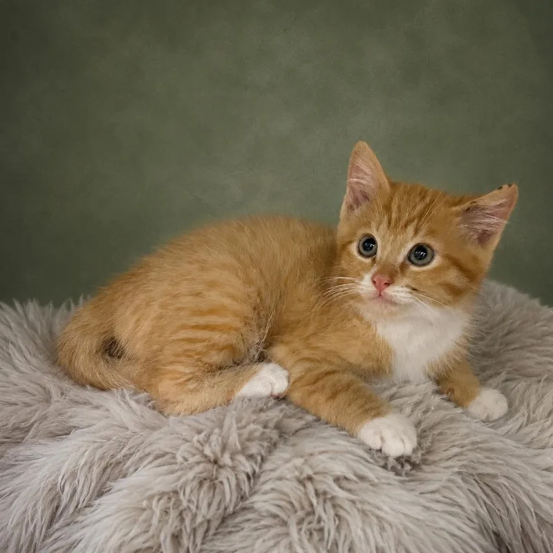 A baby large-sized male Orange & White Domestic Short Hair cat named Pomme for adoption in Heber Springs, AR