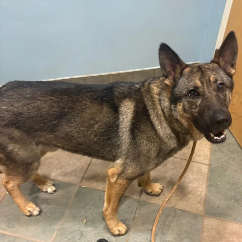 An adult large-sized male Brown / Chocolate Mixed Breed dog named Benji for adoption in Chattanooga, TN