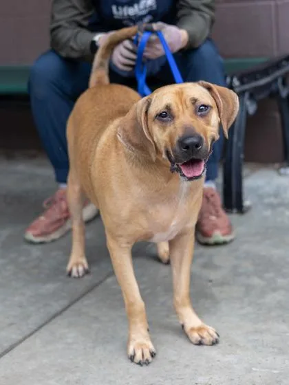 An adult medium-sized male Mixed Breed dog named Hobo for adoption in Chamblee, GA