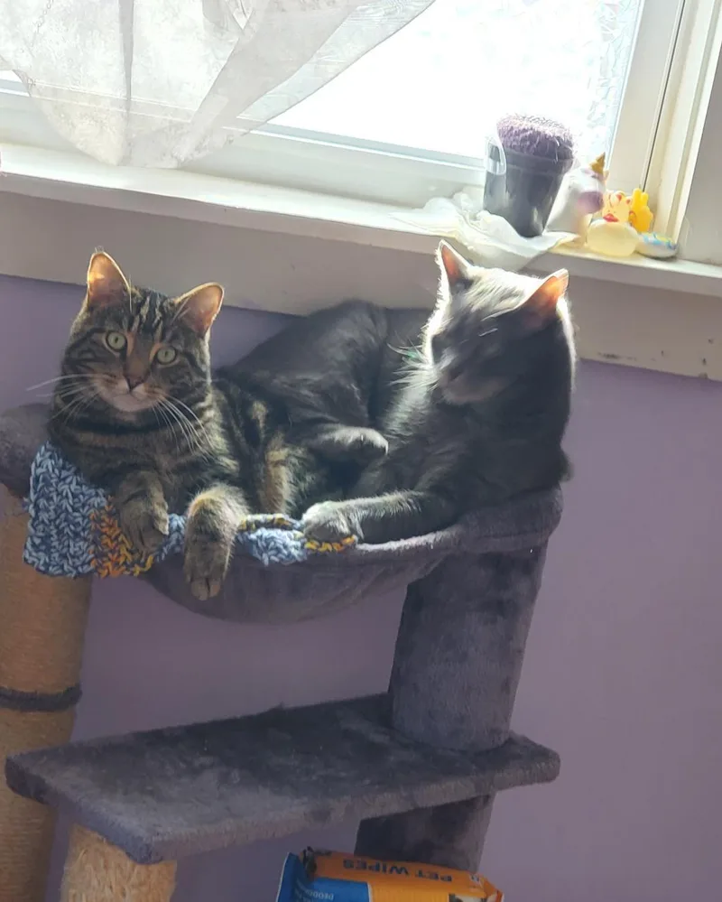 Branson & J.j. Rich thumbnail 2