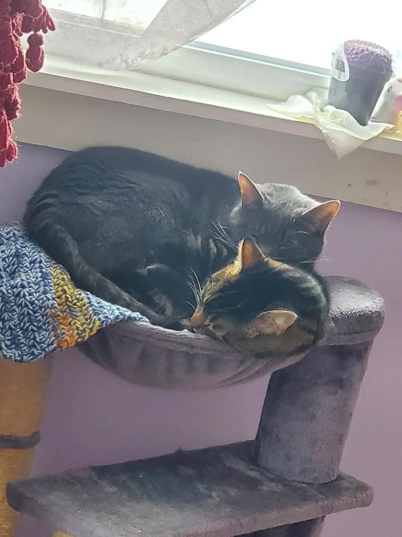 Branson & J.j. Rich thumbnail 3