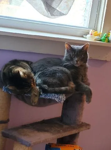 Branson & J.j. Rich thumbnail 5