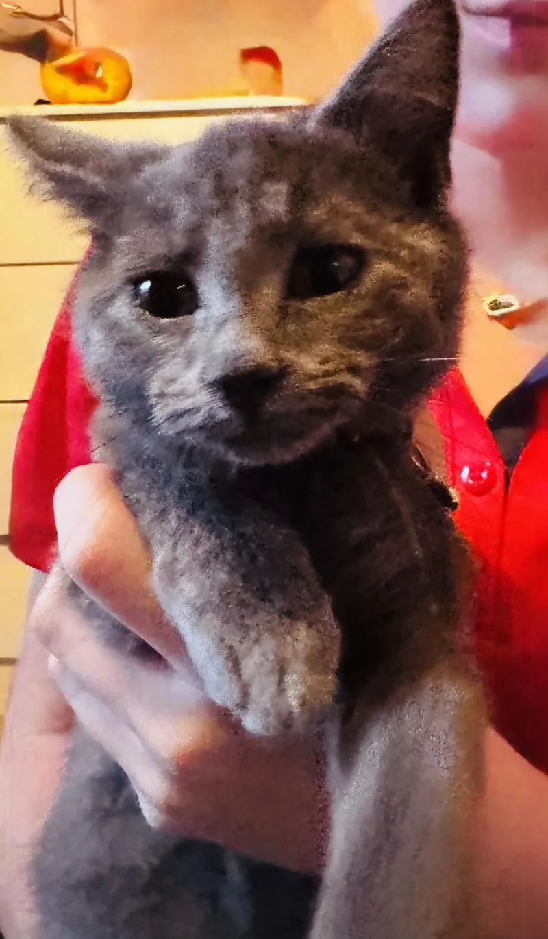 A baby small-sized female Gray / Blue / Silver Domestic Short Hair cat named Lulu for adoption in North Chesterfield, VA