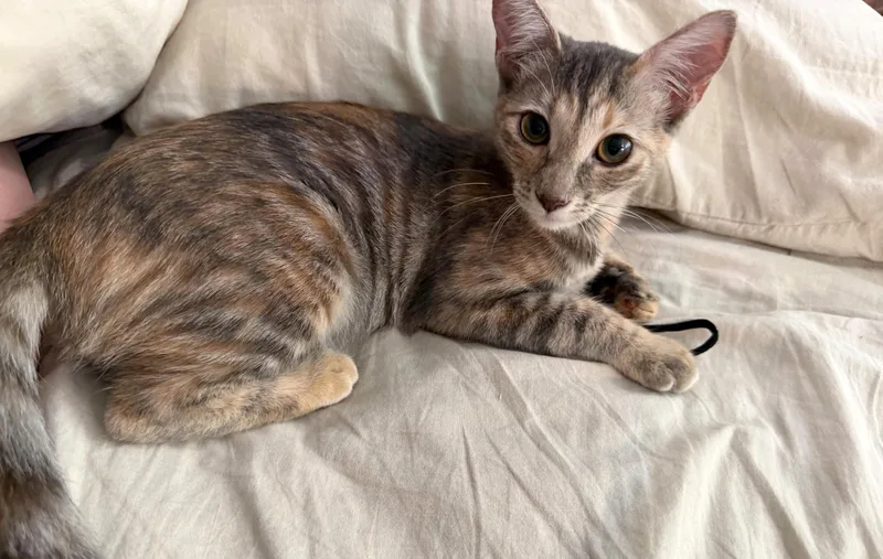 A baby medium-sized female Tabby (Buff / Tan / Fawn) Torbie cat named Clementine for adoption in Mission Viejo, CA