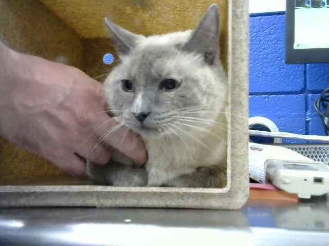 An adult medium-sized female Domestic Short Hair cat named Lucinda for adoption in Albuquerque, NM